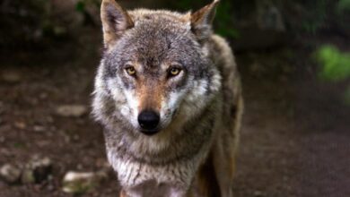 Photo of Cantabria, Asturias, Galicia y CyL irán a los tribunales si se incluye al lobo en Régimen de Protección Especial