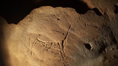 Photo of Descubiertas en La Garma huellas humanas, de oso y un grabado de un caballo en el suelo