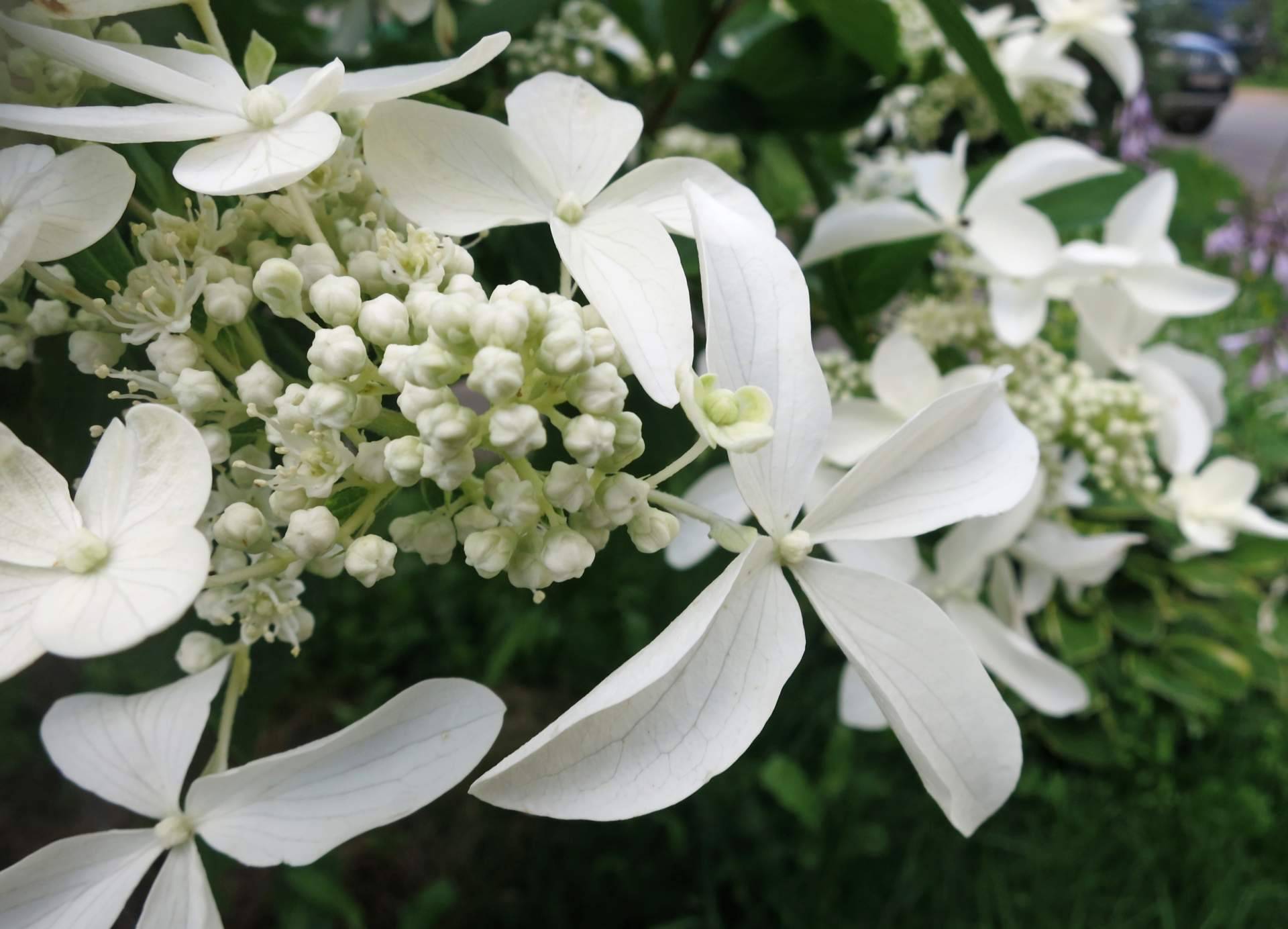 Prendido paniculata